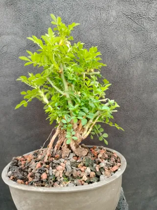 Bonsái Rosal Mini Japonés