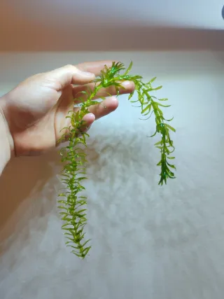 Egeria densa planta acuática