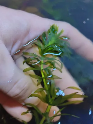 Egeria densa planta acuática