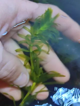 Egeria densa planta acuática