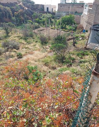 Finca rustica en el Escobonal.Guimar.