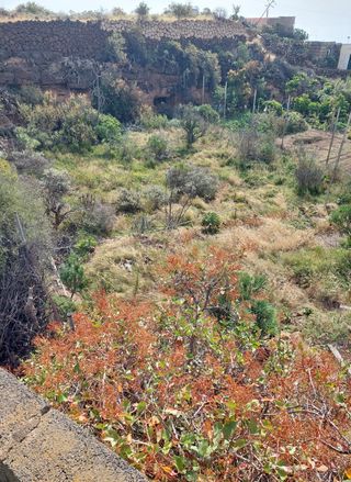 Finca rustica en el Escobonal.Guimar.