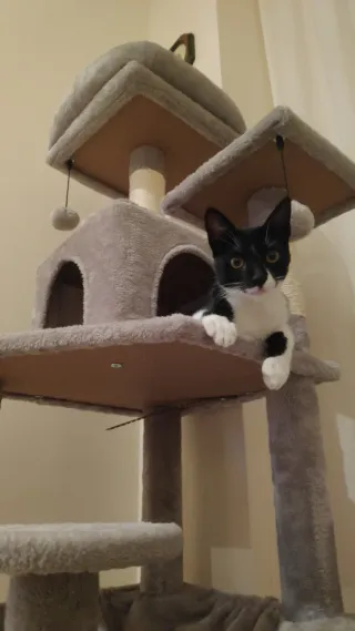 Torre para gatos multi-nivel