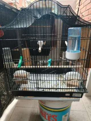 Jaula para pájaros negra