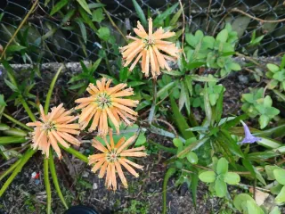 Mesa de teca para exterior