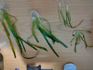 Plantas de acuario agua dulce