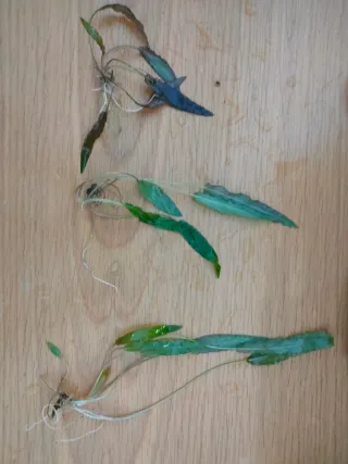 Plantas de acuario agua dulce