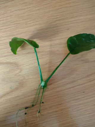Plantas de acuario agua dulce