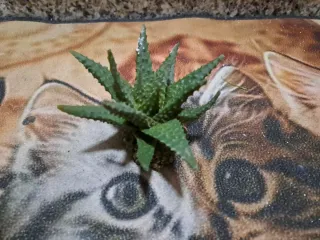 Plantas artificiales para acuario