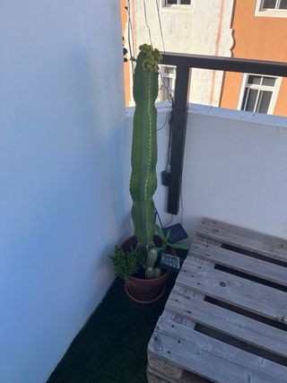 14 Plantas de exterior e interior