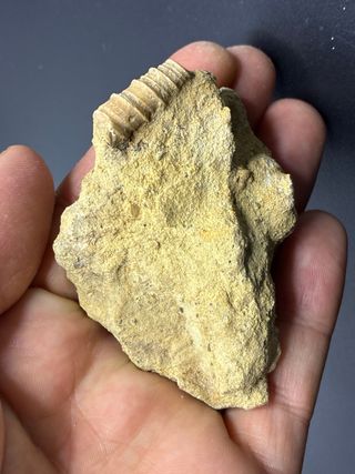 Fósil Turritela en Roca.