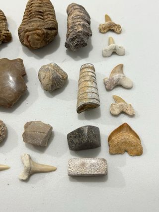 Colección Fósiles Principiante