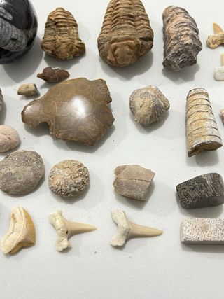 Colección Fósiles Principiante