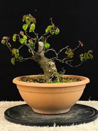 bonsai