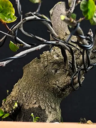 bonsai