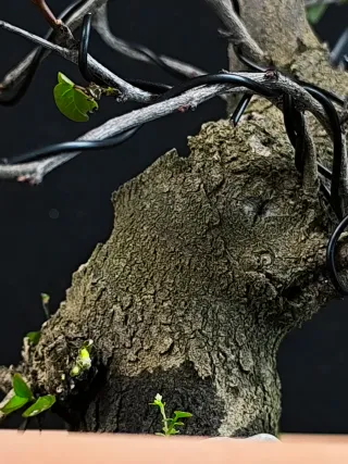 bonsai
