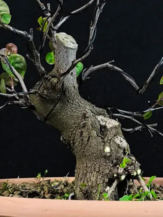 bonsai