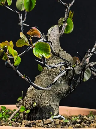 bonsai