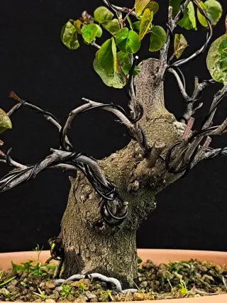 bonsai