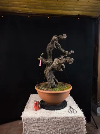 bonsai vid vittis
