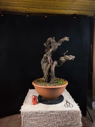 bonsai vid vittis