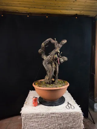 bonsai vid vittis