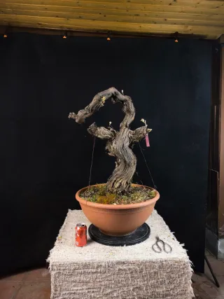 bonsai vid vittis