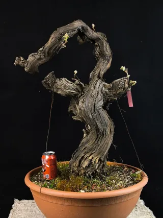 bonsai vid vittis