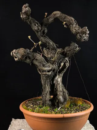 bonsai vid vittis