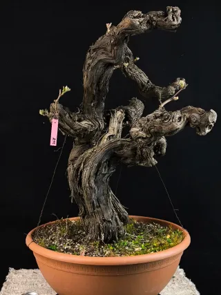 bonsai vid vittis