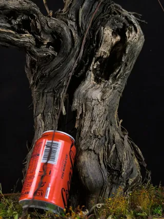 bonsai vid vittis