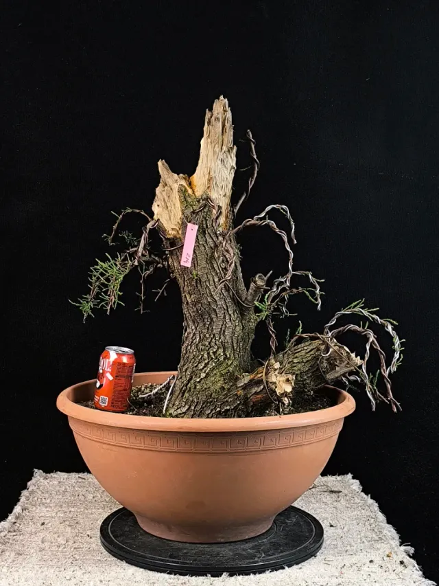 bonsai religion Bonsai Faith Tree Tattoo Design