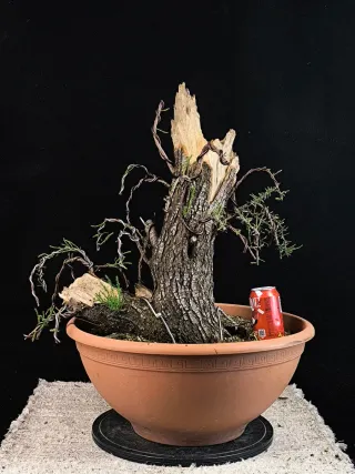 bonsai tamarix