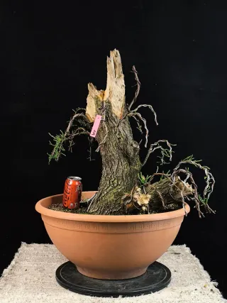 bonsai tamarix