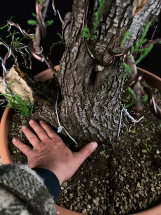 bonsai tamarix