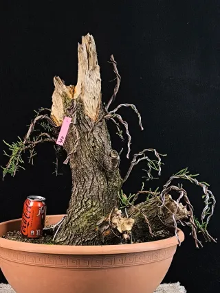 bonsai tamarix