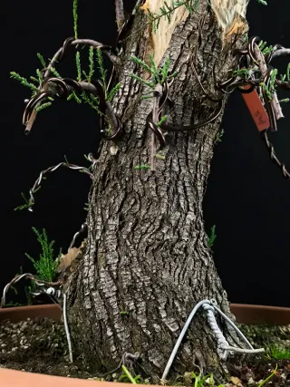 bonsai tamarix