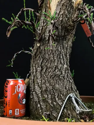 bonsai tamarix