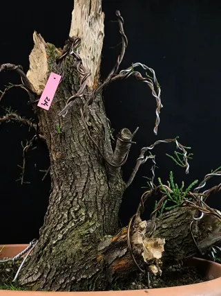 bonsai tamarix