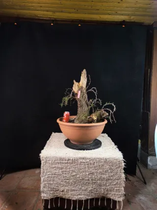 bonsai tamarix