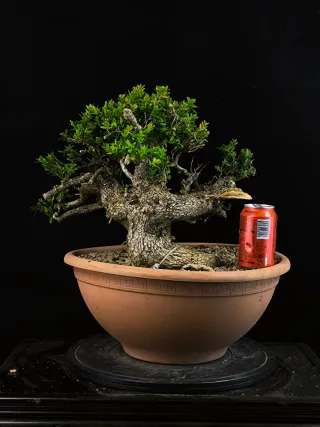 bonsai buixus sempervirents