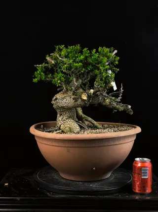 bonsai buixus sempervirents