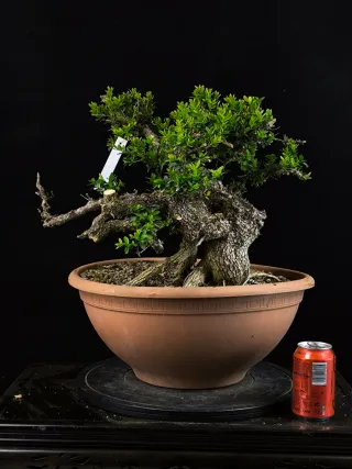 bonsai buixus sempervirents