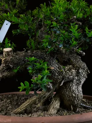 bonsai buixus sempervirents