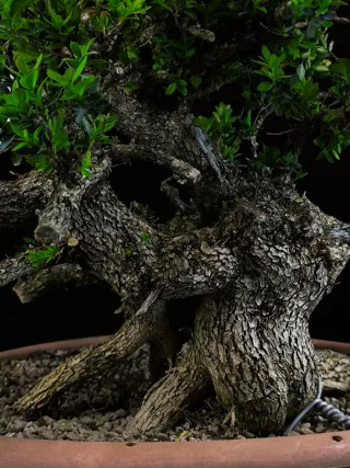 bonsai buixus sempervirents