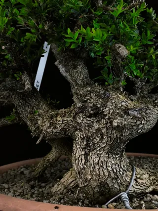 bonsai buixus sempervirents