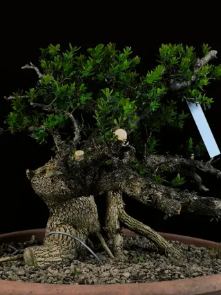 bonsai buixus sempervirents