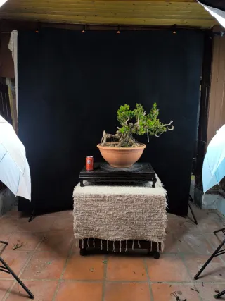 bonsai de buxus