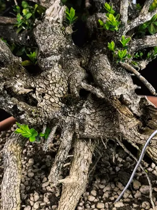 bonsai de buxus