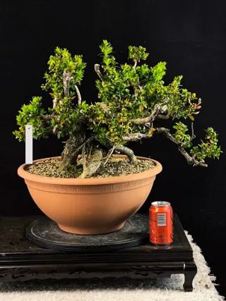 bonsai de buxus